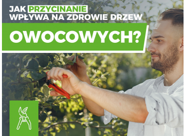 Jak przycinanie wpływa na zdrowie drzew owocowych?